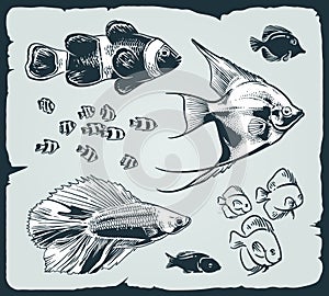 Vector set: vintage illustration of fish