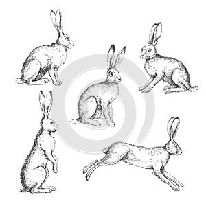 Vector set of vintage illustrations of hares isolated on white.