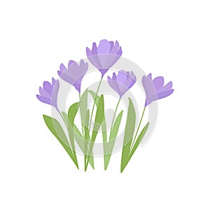 Vector set of violet crocus flowers with leaves and flowers isolated on white. First spring flowers