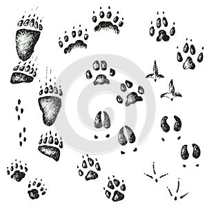 Vector set of walking wild wood animal and bird tracks