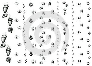 Vector set of walking wild wood animal and bird tracks