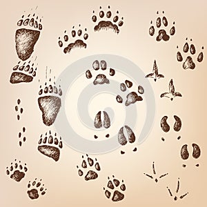 Vector set of walking wild wood animal and bird tracks