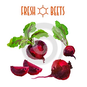 Vector set of watercolor beets elements on white background.