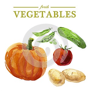 Vector set of watercolor fresh vegetables on white background.