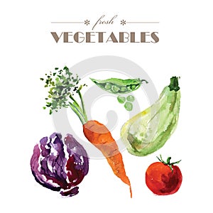 Vector set of watercolor fresh vegetables on white background.