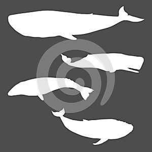 Vector Set of Whale Silhouettes. Blue Whale, Cachalot, Gray Whale and Humpback Whale