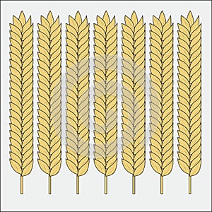 Vector set of wheat ears. Sketch of cereal for bakery and other design