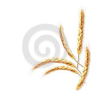 Vector set of wheat or rye ears