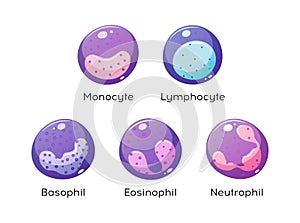 Vector set of white blood cells. Monocyte, Lymphocyte, Eosinophil, Neutrophil, Basophil photo