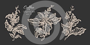 Vector set of white coffee tree branches. Sketch