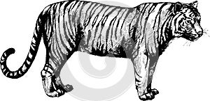 Vector set wild cats illustration, tiger