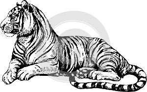 Vector set wild cats illustration, tiger