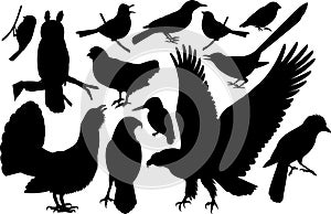 Vector set of woodland birds silhouettes