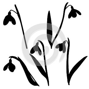 Vector shape of five shoots of spring flowers snowdrops