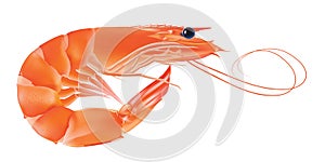 Vector Shrimp, Seafood. Prawn With head and legs. Illustration isolated on white background