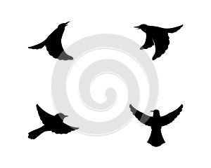 Vector - Vector sign abstract bird in flight Rooster and Chicken