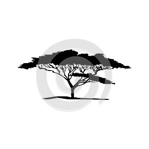 Vector silhouette of acacia tree photo