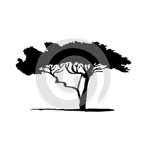 Vector silhouette of acacia tree. African flora