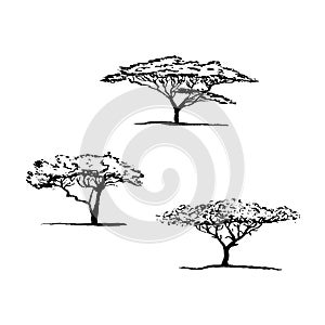 Vector silhouette of acacia tree. African tree