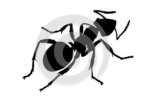 Vector silhouette ant