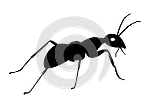 Vector silhouette ant bug black and white