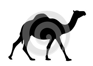 Vector Silhouette of an Arabian camel