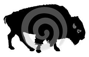 Buffalo isolated. Bison walking.
