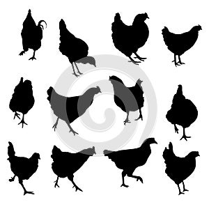 Vector silhouette chicken and roosterset