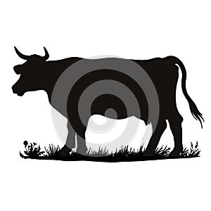 Vector silhouette of a cow. Farm animal on the grass of the pasture.