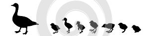 Vector silhouette duck