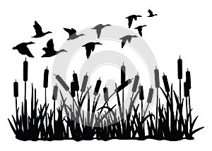 Vector silhouette of duck bird flock flight over marsh herbs isolated on white background. group of wild ducks and typhaceae marsh photo