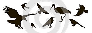 Vector silhouette of eightt birds