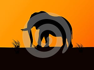 Vector silhouette elephant on background sunset