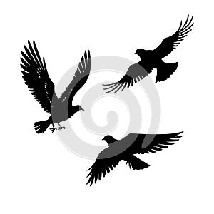 Vector silhouette flying birds on white background. Doves birds