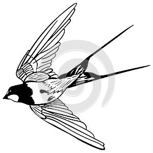 Vector silhouette flying swallow