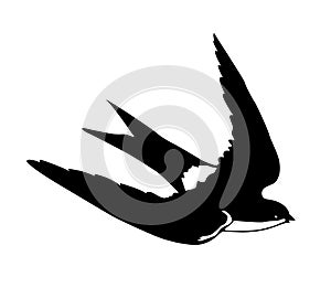 Vector silhouette flying swallows