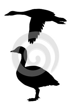 Vector silhouette goose