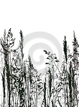 Vector silhouette of grass on the background