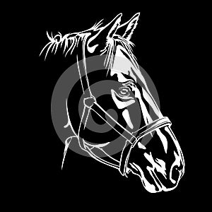 Vector silhouette of a horse s head, horse head on black background