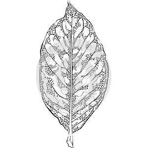 Vector silhouette leaf with holes