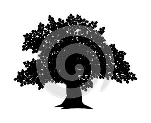 Vector silhouette of oak tree. Isolated vector silhouette of oak tree on a white background