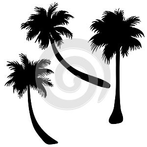 Vector silhouette of palm tree.