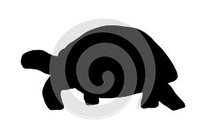 Vector silhouette sea turtle isolated on white background. Hand drawn illustration ocean animal