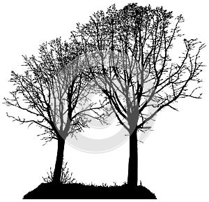 Vector silhouette of two trees