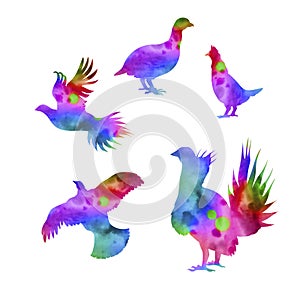 Vector silhouettes of a bird grouse