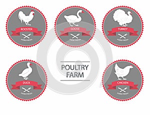 Vector silhouettes of chicken, rooster, goose, turkey, duck. label templates with farm birds