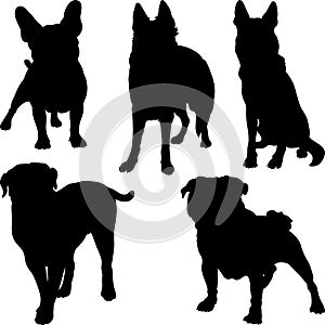 Vector silhouettes of different breeds of dogs in