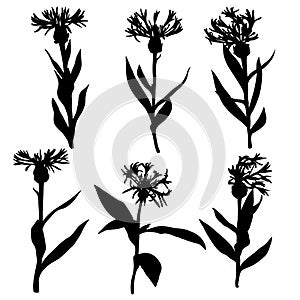 Vector silhouettes of drawing cornflowers