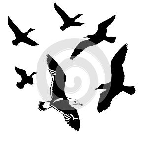 Vector silhouettes flying birds