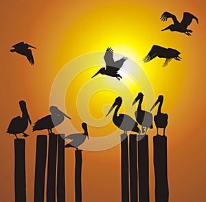 Vector silhouettes pelicans and sunset photo